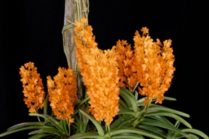 Vanda garayi Orange Pixie HCC/AOS 76 pts. Plant